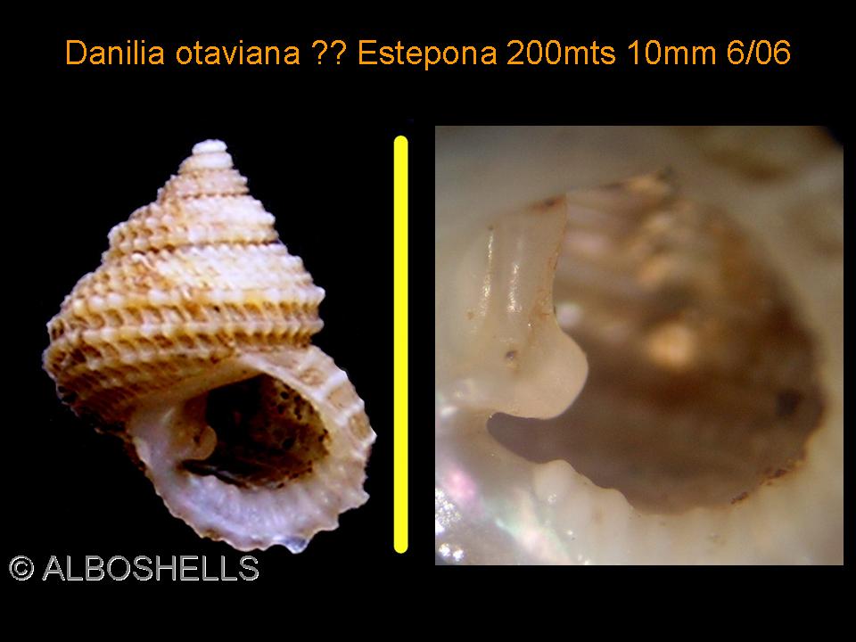 Danilia costellata